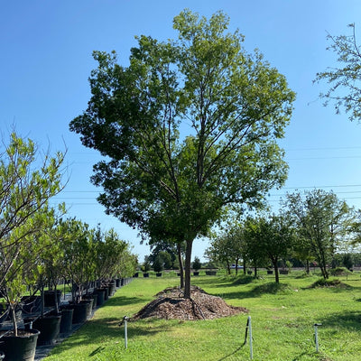 Elm Lacebark