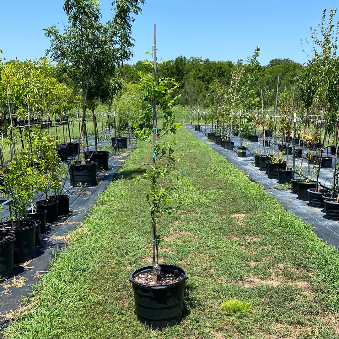 Li Trees Jujube Li – Texas Tree Farms