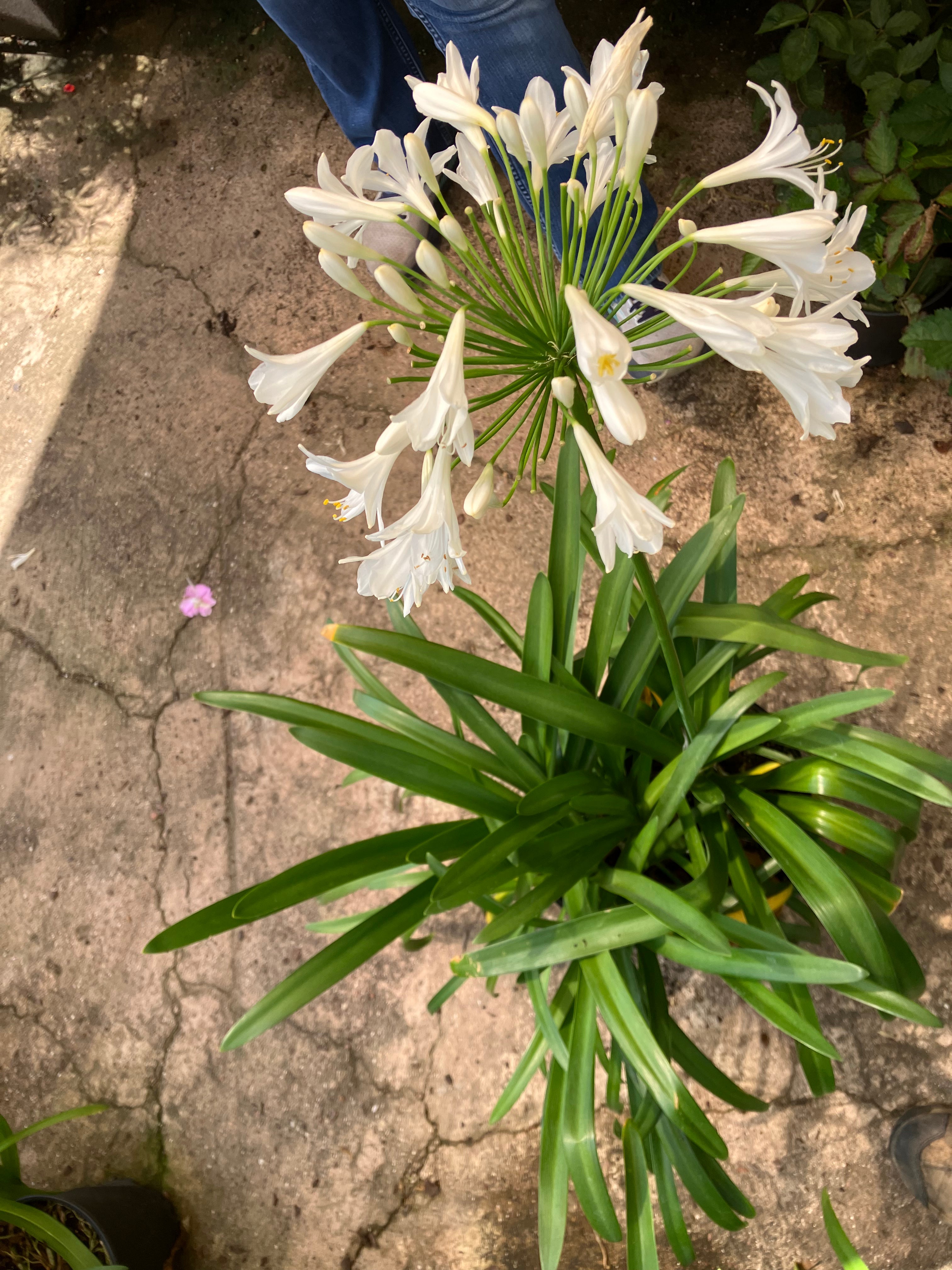 Agapanthus Getty White – Texas Tree Farms