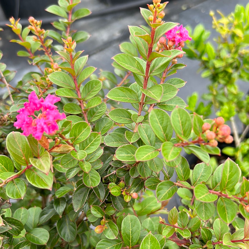 Crape Myrtle Pocomoke