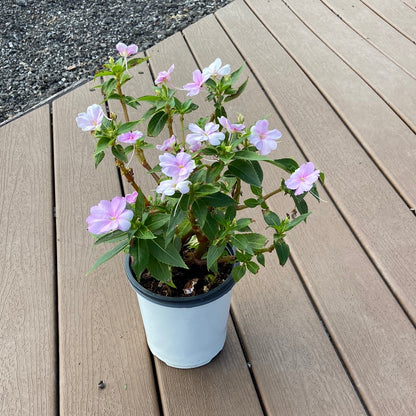 Sunpatiens Compact Orchid Blush