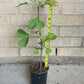 Ginkgo