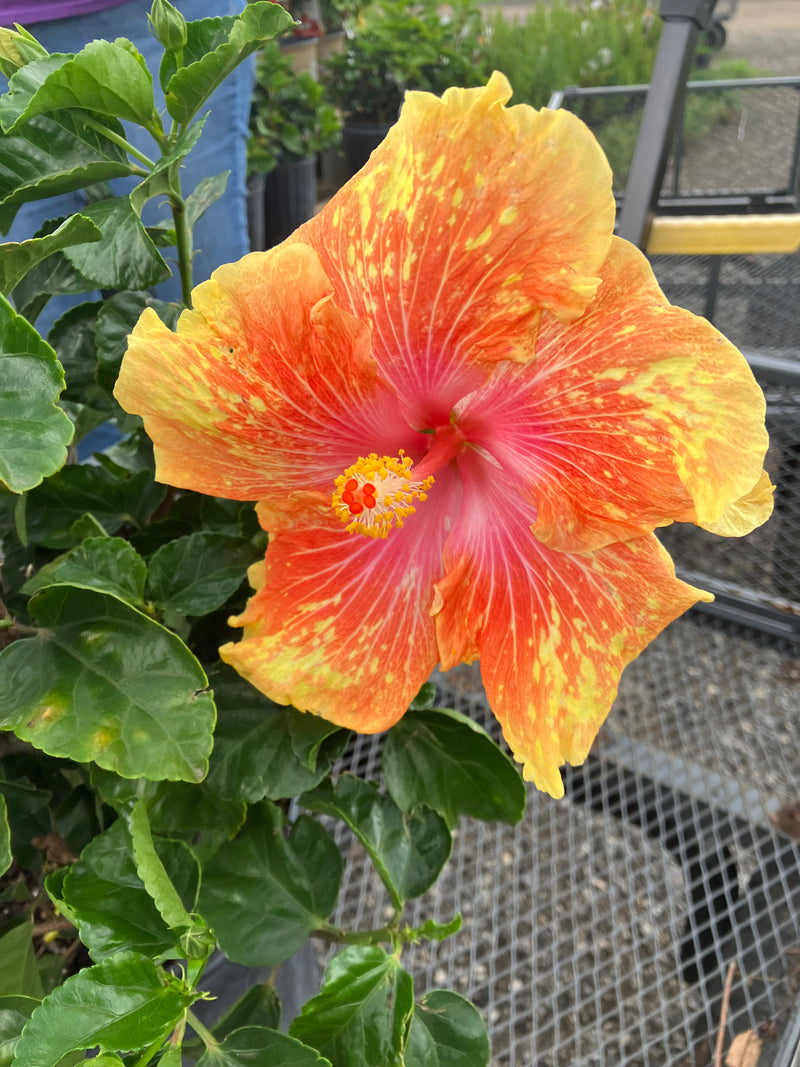 Hibiscus Exotic Moonwalk