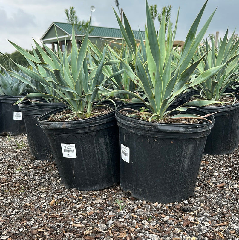 Yucca Twist Leaf Blue