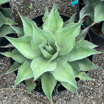 Agave Whale's Tongue