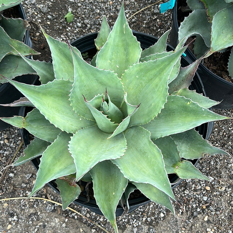 Agave Whale&