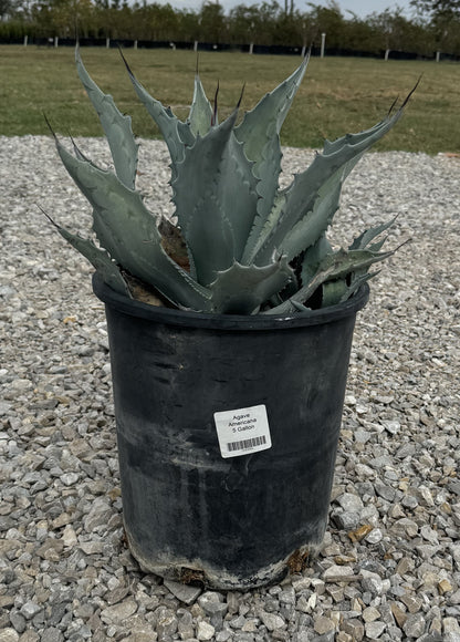 Agave Americana