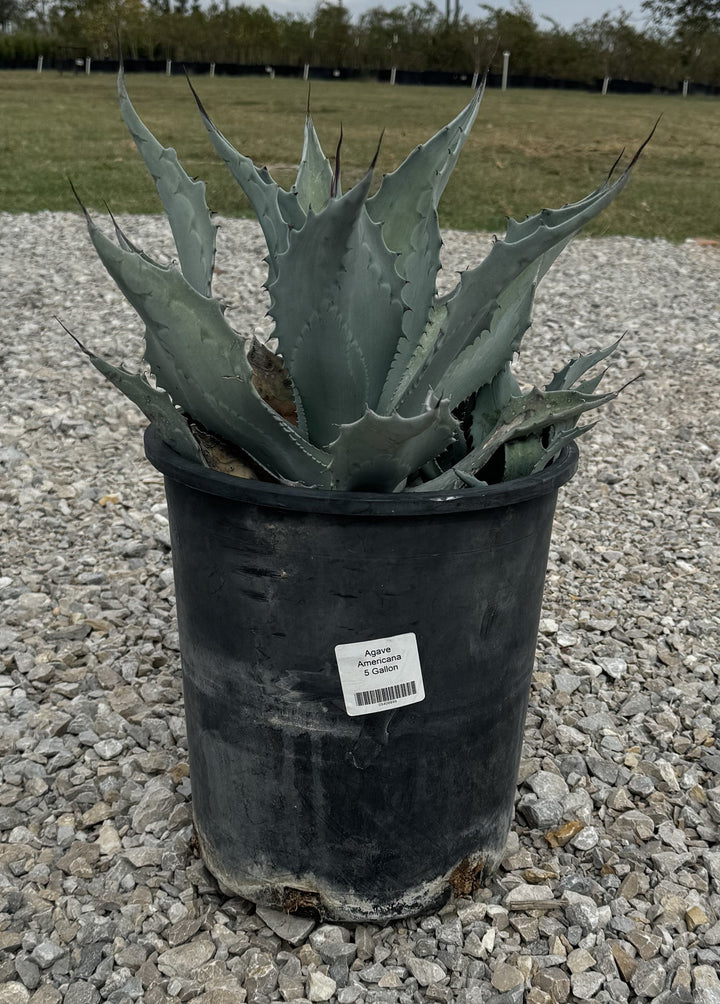 Agave Americana  Texas Tree Farms