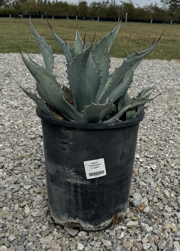 Agave Americana – Texas Tree Farms