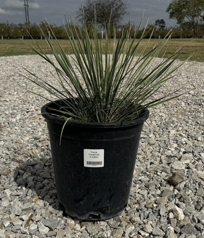 Yucca Constricta