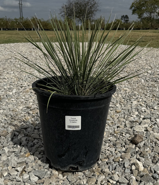 Yucca Constricta 5 Gallon FREE SHIPPING