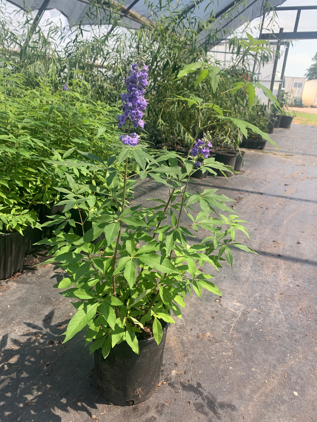 Vitex Tree Small Vitex Trees For Sale | Texas Tree Farms