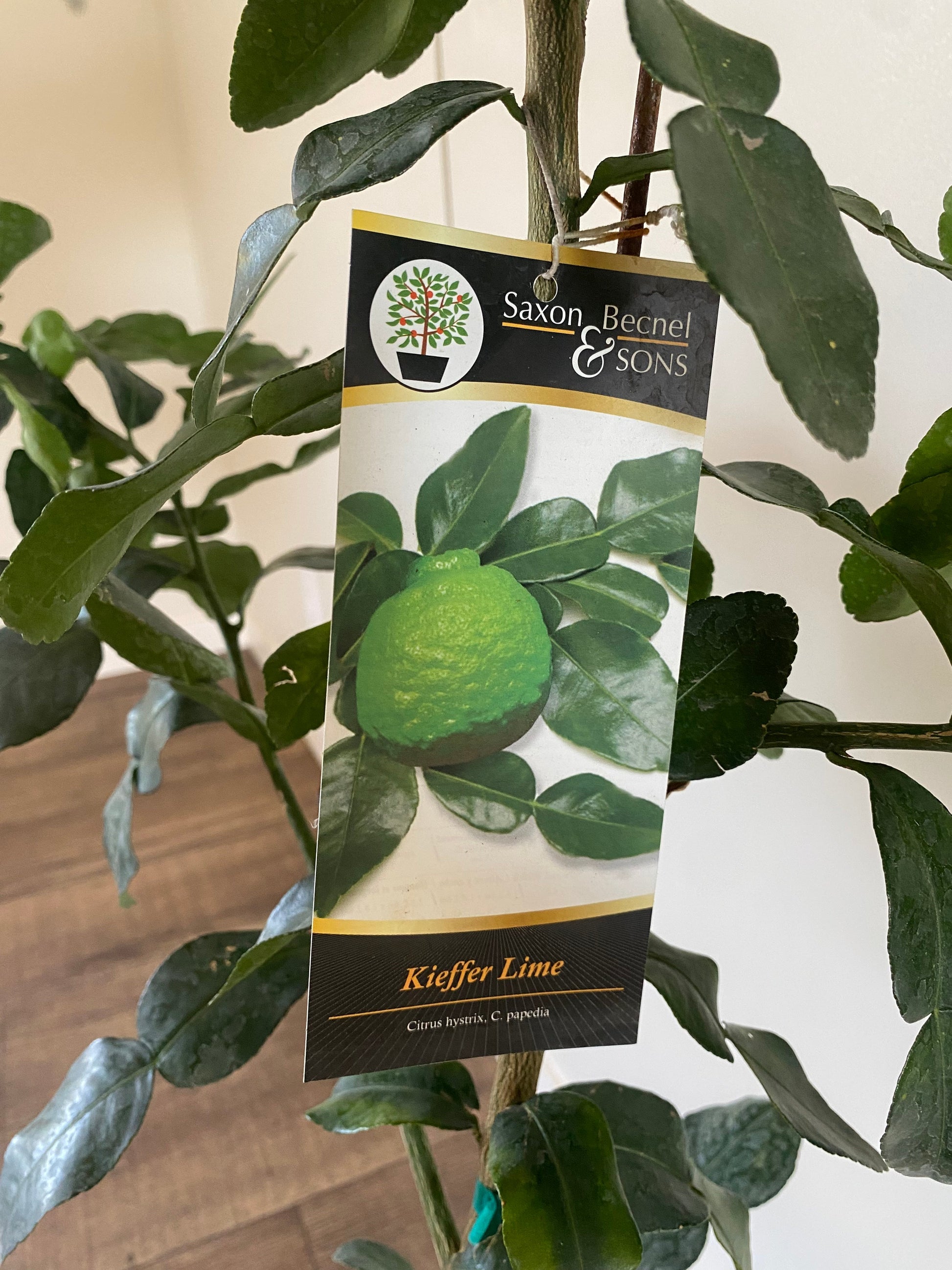 Lime Kaffir Kieffer – Texas Tree Farms