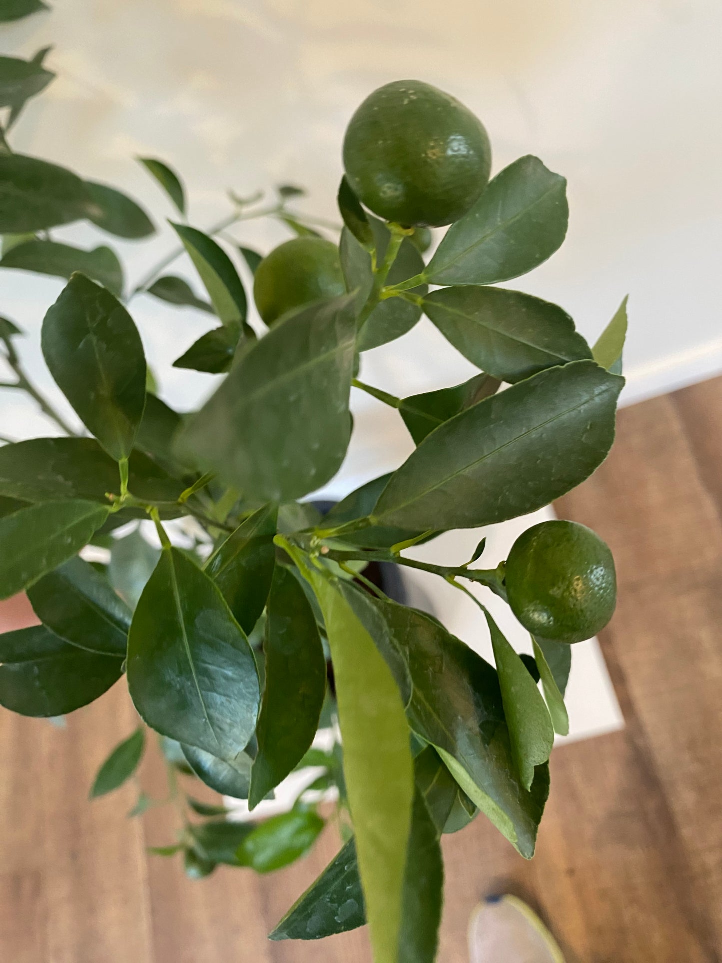 Calamondin 5 Gallon