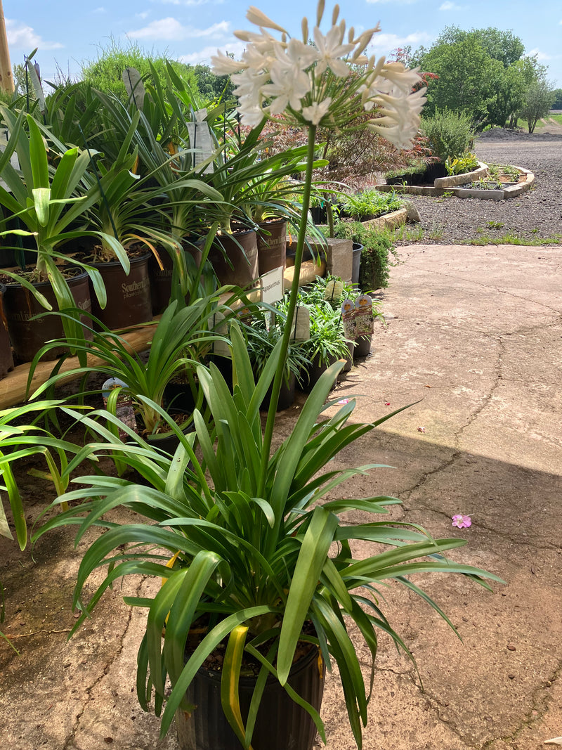 Agapanthus Getty White