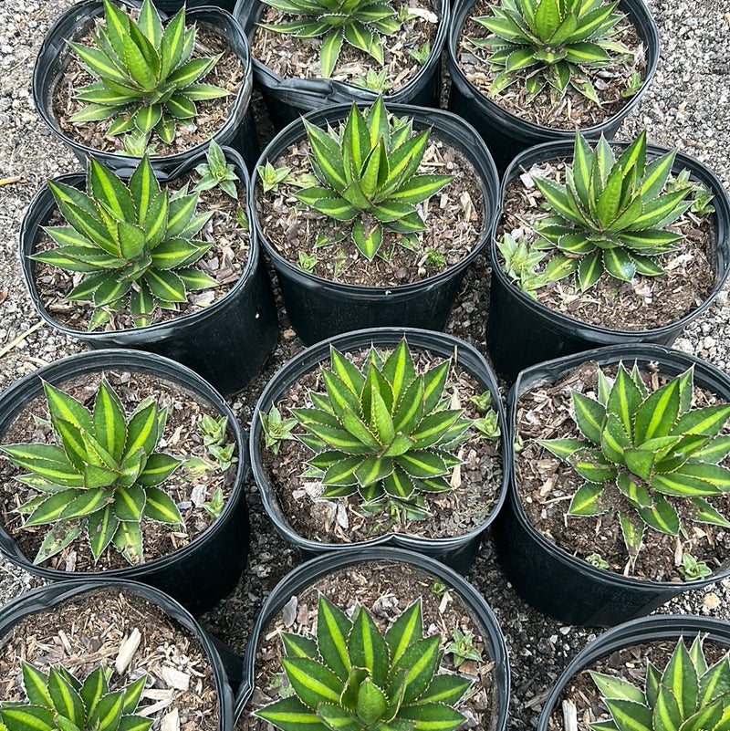 Agave lophantha Splendida