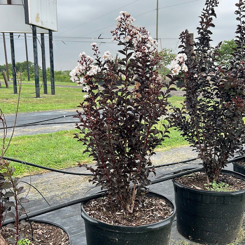 Crape Myrtle Black Diamond Pure White