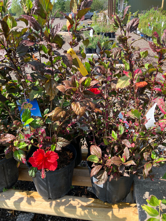 Hibiscus Red Hot