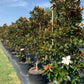 Magnolia Little Gem
