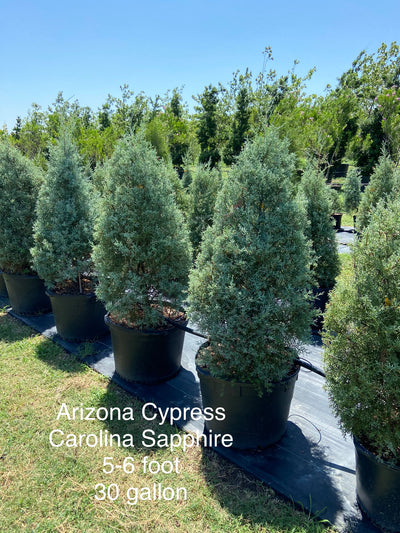 Arizona Cypress Carolina Sapphire