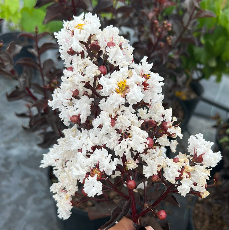 Crape Myrtle Black Diamond Pure White