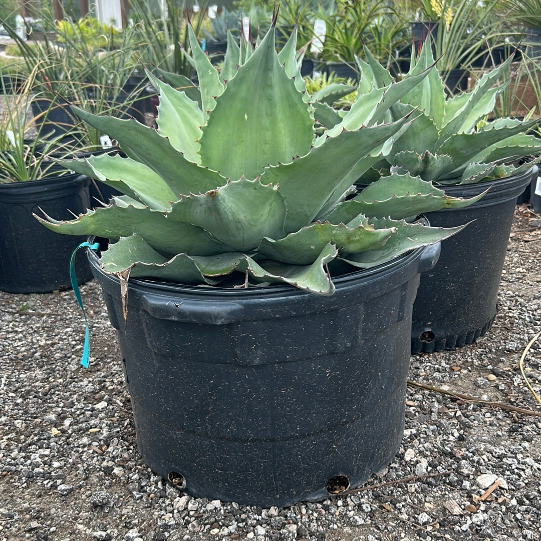 Agave Whale's Tongue