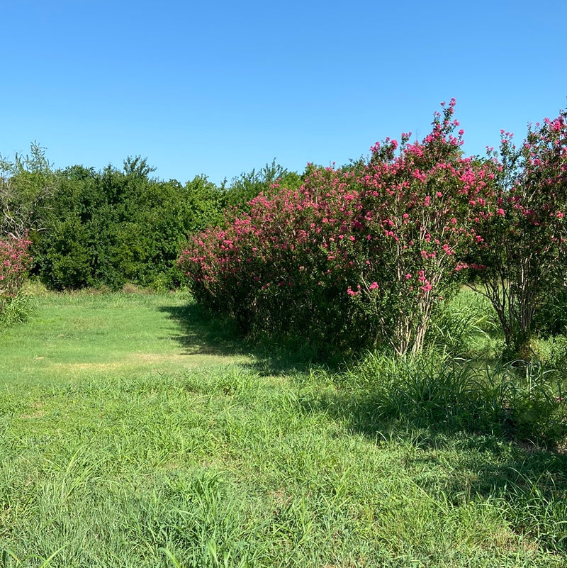 Crape Myrtle Watermelon