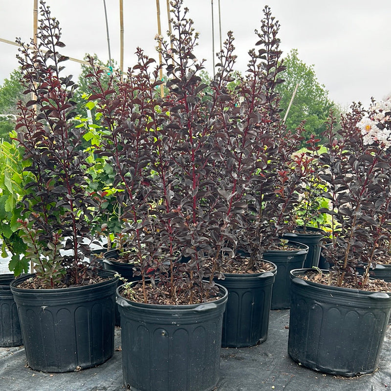 Crape Myrtle Black Diamond Pure Purple