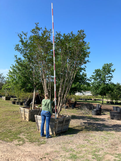 Crape Myrtle