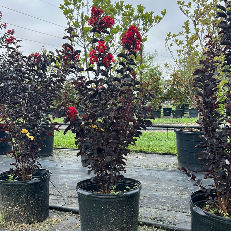 Crape Myrtle Black Diamond Best Red