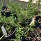 Rosemary Prostrate