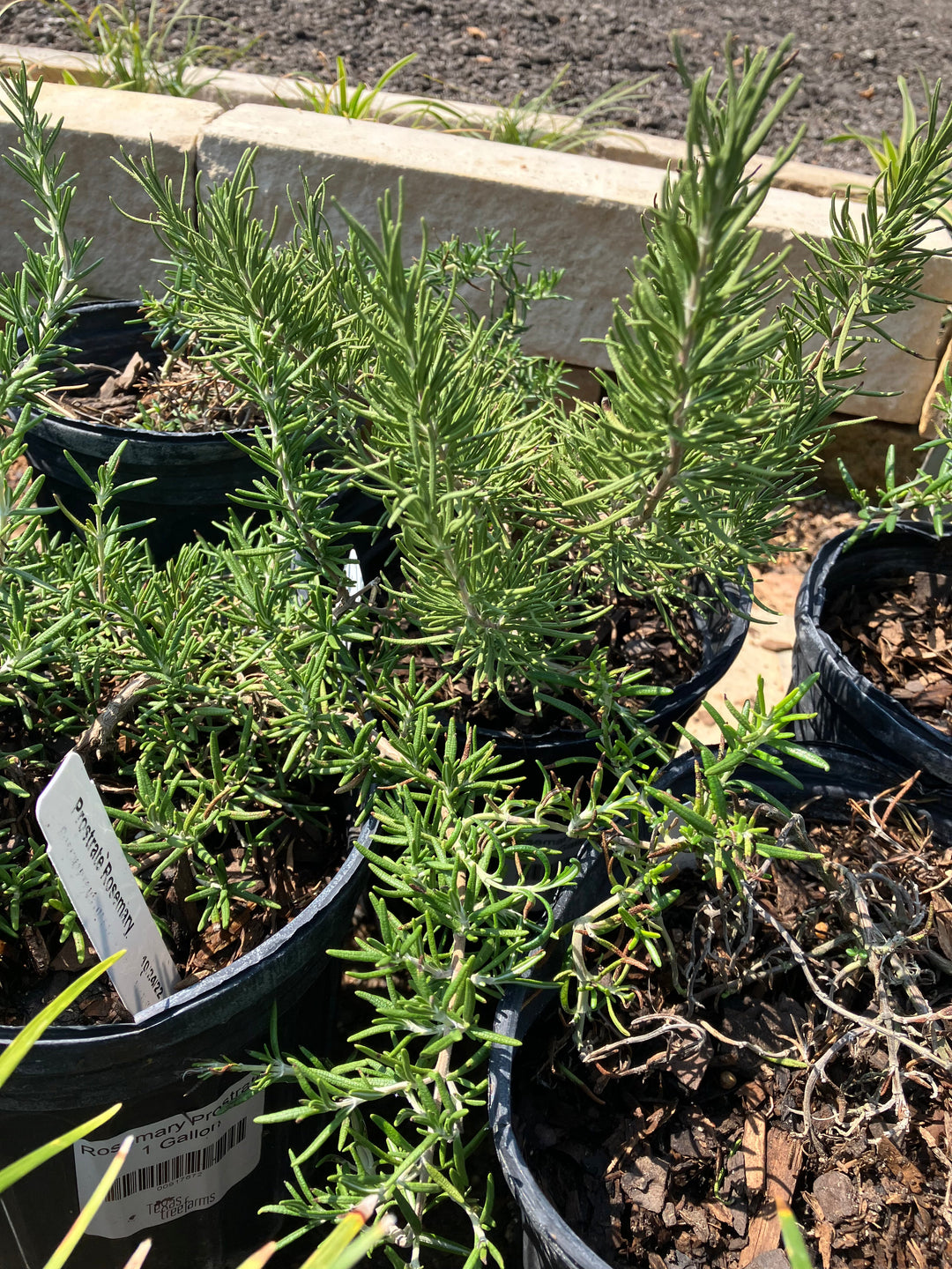 Rosemary Prostrate – Texas Tree Farms