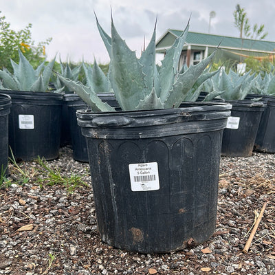 Agave Americana