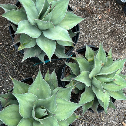 Agave Whale's Tongue