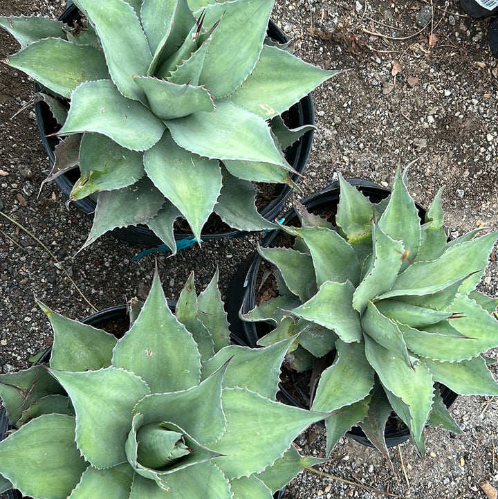 Agave Whale's Tongue – Texas Tree Farms