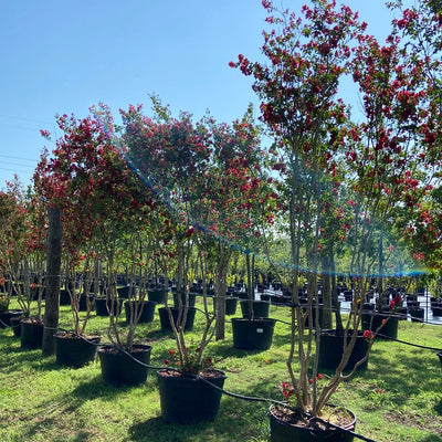 Crape Myrtle Dynamite