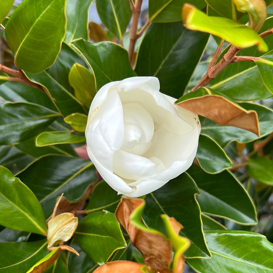 evergreen magnolia tree types