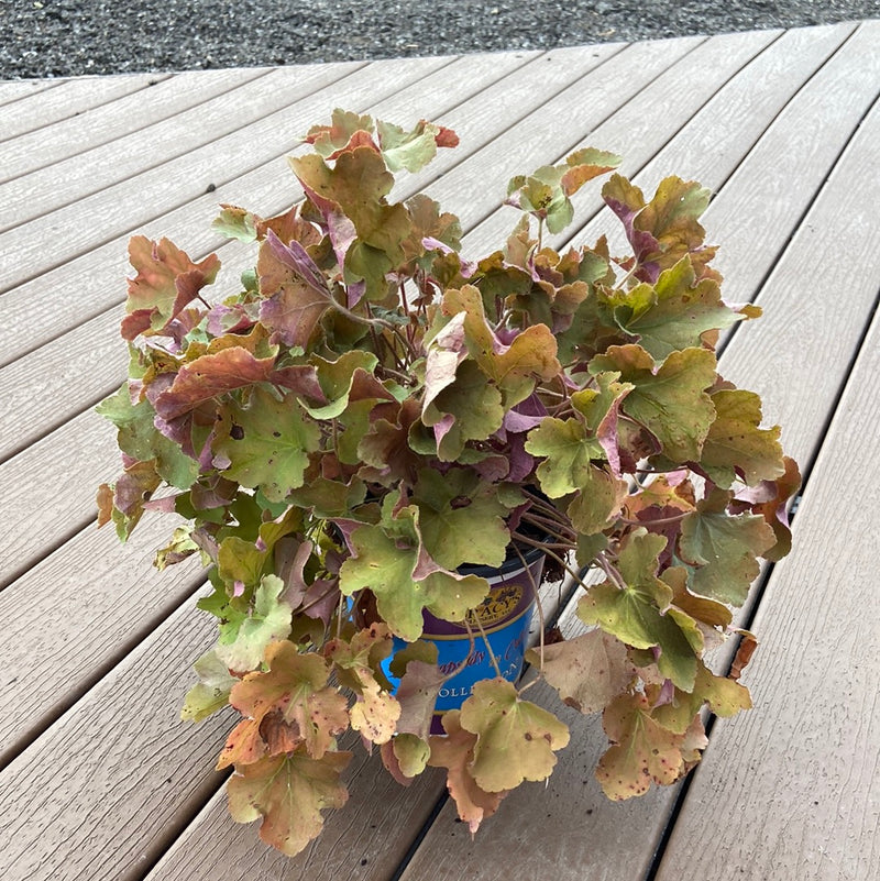 Heuchera Caramel