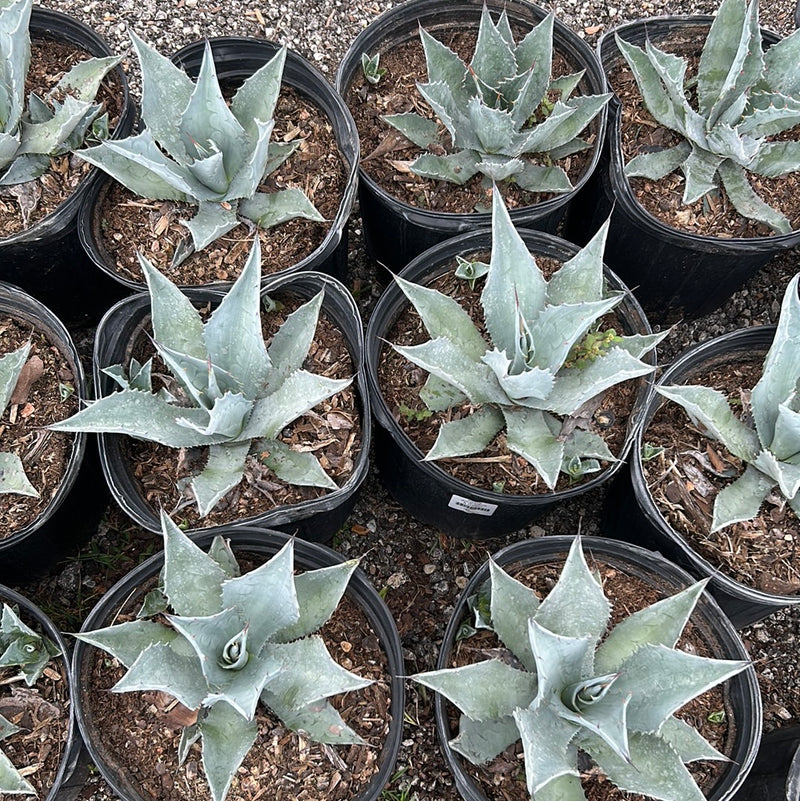 Agave Americana