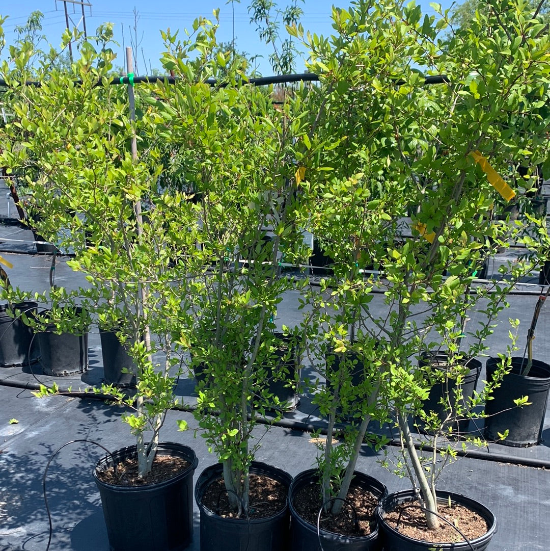 Mayhaw Native Texas Tree Farms