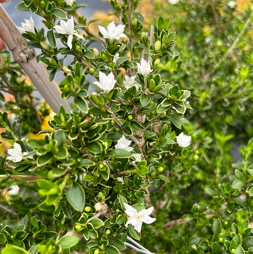 Serissa Variegated