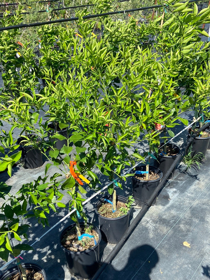 Orange Frost Satsuma – Texas Tree Farms