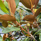 Magnolia Little Gem