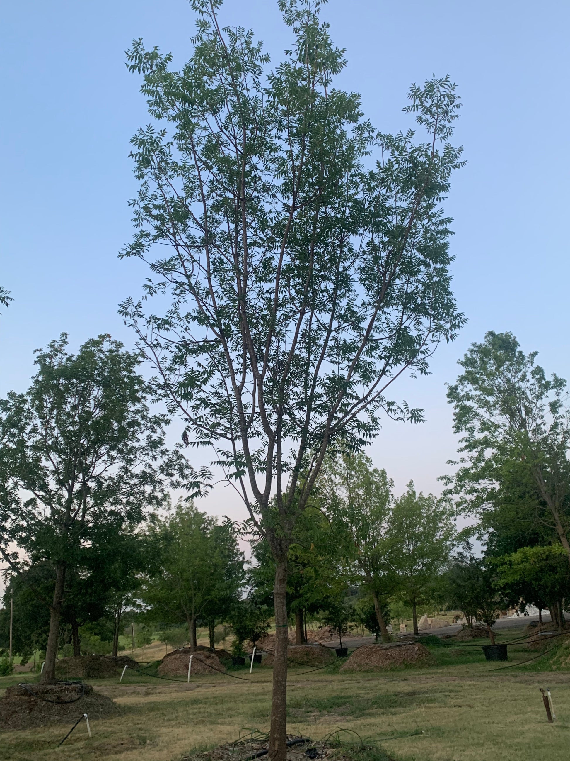 Chinese Pistache For Sale Texas Tree Farms