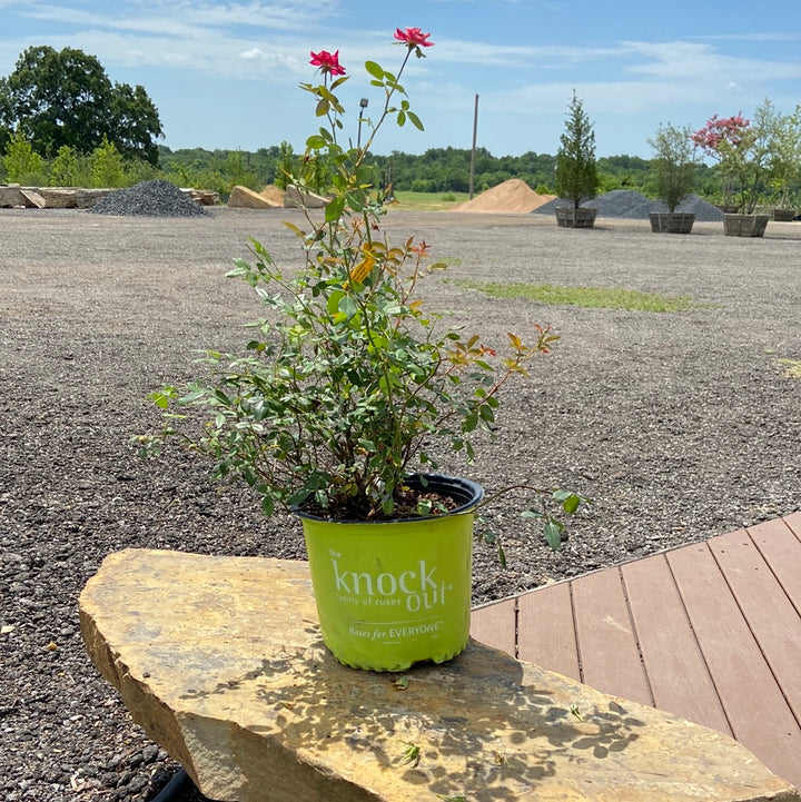 Rose Double Knock Out – Texas Tree Farms