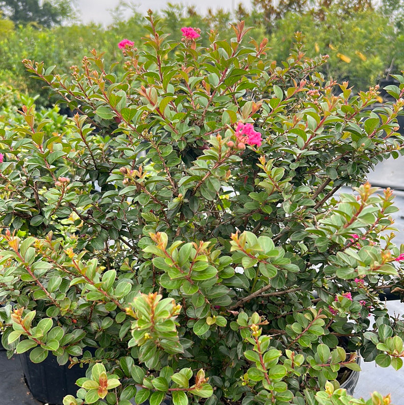 Crape Myrtle Pocomoke – Texas Tree Farms