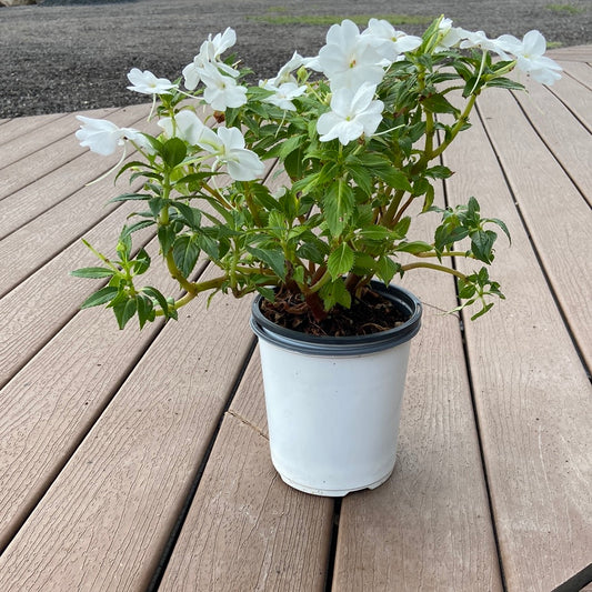 Sunpatiens Compact White