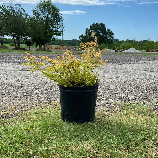 Spirea Goldmound