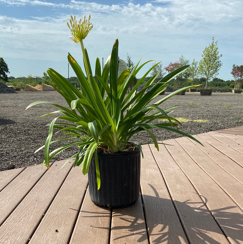 Agapanthus Getty White