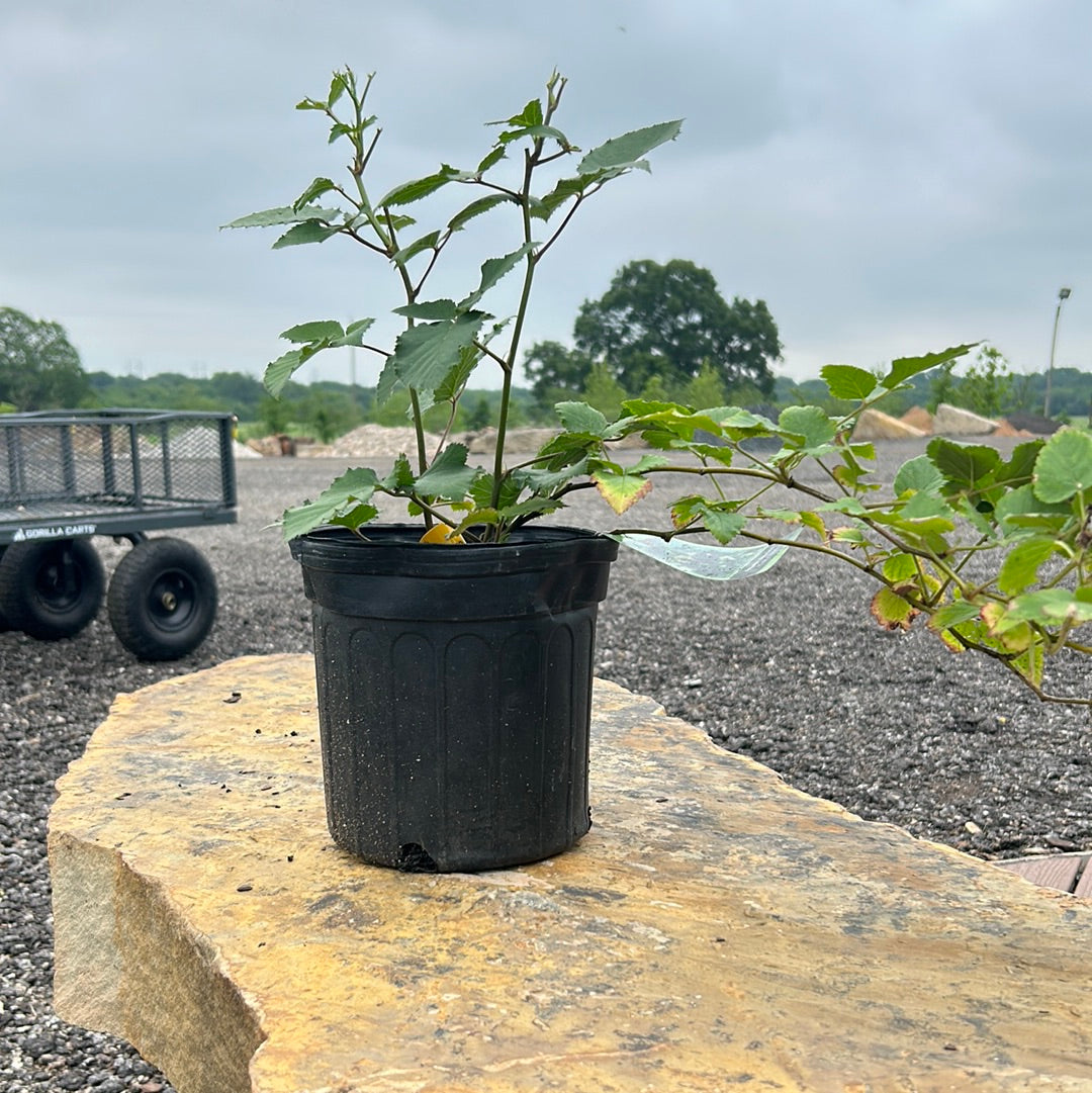 Blackberry Arapaho – Texas Tree Farms